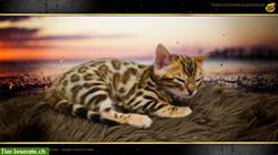 Bild 5: Wunderbare Brown Bengal Kitten - Ende November