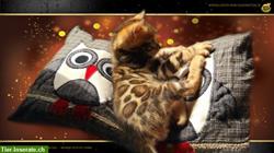 Bild 6: Wunderbare Brown Bengal Kitten - Ende November
