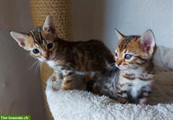 Bild 1: Zuckers&#252;&#223;e Bengal Kitten, weiblich, brown tabby spotted