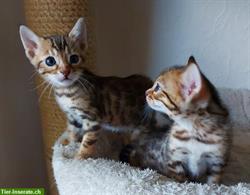 Bild 2: Zuckers&#252;&#223;e Bengal Kitten, weiblich, brown tabby spotted