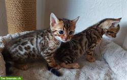 Bild 3: Zuckers&#252;&#223;e Bengal Kitten, weiblich, brown tabby spotted