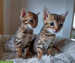 Bild 4: Zuckers&#252;&#223;e Bengal Kitten, weiblich, brown tabby spotted