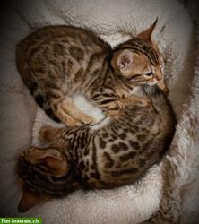Bild 5: Zuckers&#252;&#223;e Bengal Kitten, weiblich, brown tabby spotted