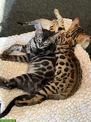 Bild 1: Traumhafte Bengal Kitten zur Abgabe bereit