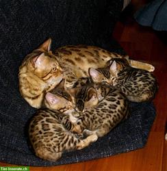 Bild 4: Bengal Kitten mit Stammbaum aus sehr liebevoller Zucht