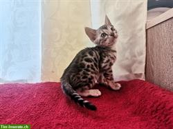 Bild 4: Bengal Kitten Charcoal und Blue aus liebevoller seri&#246;ser Katzenzucht