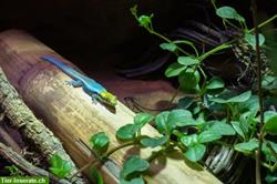 Blauer Bambus-Taggecko, Phelsuma klemmeri aus eigener Zucht