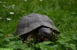 Herpes positive Breitrandschildkröten suchen neues Zuhause