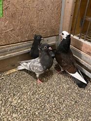 Bild 5: Tauben Serbische Hochflieger zu verkaufen
