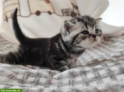 Wunderschöne BKH Kätzchen suchen liebevolles neues Zuhause
