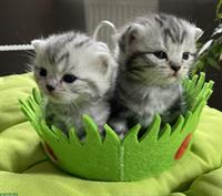 Bild 2: Bezaubernde BKH Kitten black silver tabby classic mit Papiere aus Bayern