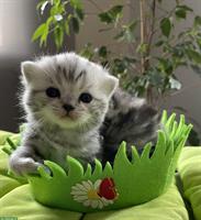 Bild 4: Bezaubernde BKH Kitten black silver tabby classic mit Papiere aus Bayern