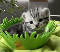 Bild 5: Bezaubernde BKH Kitten black silver tabby classic mit Papiere aus Bayern