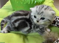 Bild 6: Bezaubernde BKH Kitten black silver tabby classic mit Papiere aus Bayern