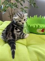 Bild 7: Bezaubernde BKH Kitten black silver tabby classic mit Papiere aus Bayern
