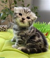 Bild 8: Bezaubernde BKH Kitten black silver tabby classic mit Papiere aus Bayern