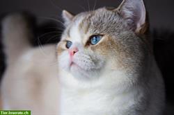 Bild 4: Reinrassiger BKH Deckkater mit Stammbaum