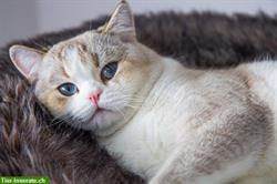 Bild 5: Reinrassiger BKH Deckkater mit Stammbaum
