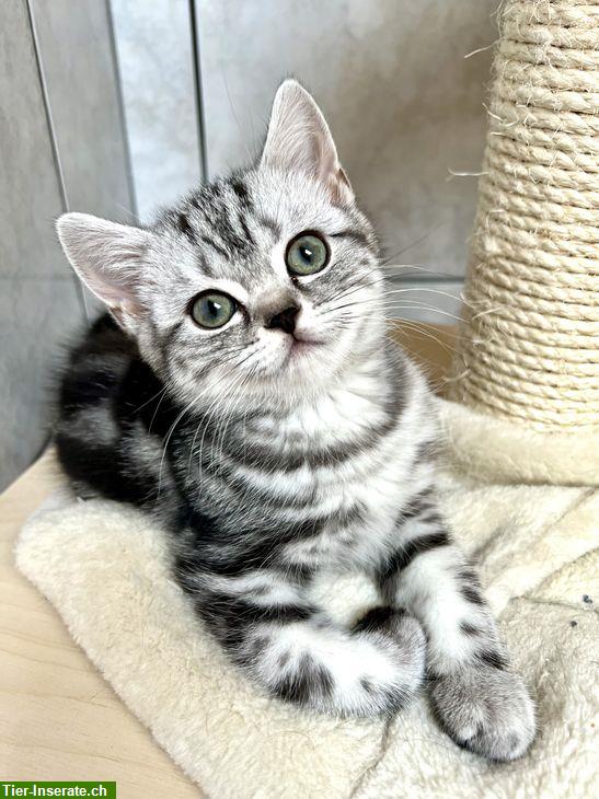 Britisch Kurzhaar Kitten in silber tabby, Whiskas