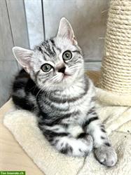 Bild 1: Britisch Kurzhaar Kitten in silber tabby, Whiskas