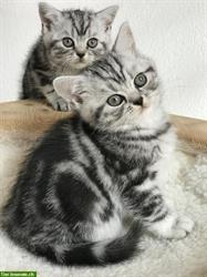 Bild 2: Britisch Kurzhaar Kitten in silber tabby, Whiskas