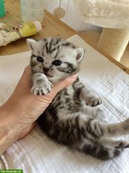 Bild 3: Britisch Kurzhaar Kitten in silber tabby, Whiskas