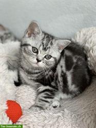 Bild 4: Britisch Kurzhaar Kitten in silber tabby, Whiskas