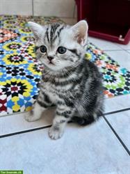 Bild 8: Britisch Kurzhaar Kitten in silber tabby, Whiskas