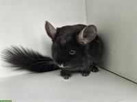 Bild 6: Chinchillas in Kurz- und Langhaar suchen neue Eltern