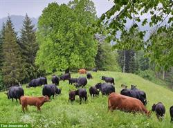Dexterkühe, Rinder und Stiere; Zuchttiere mit guter Abstammung