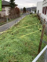 GRATIS Wiese für grassfressende Tiere wie Ziegen, Schafe Alpakas etc.