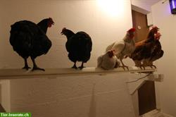Hühnerstange mit Milbenfalle - Lösung für Hühner gegen Vogelmilben
