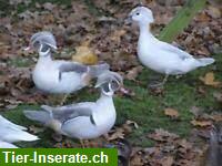 Bild 1: Verschiedene Entenarten aus Naturbrut zu verkaufen