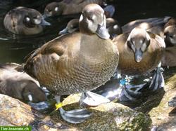 Bild 2: Kragenenten - eine der sch&#246;nsten Enten
