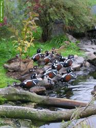 Bild 6: Kragenenten - eine der sch&#246;nsten Enten