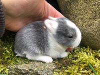 Junge, zutrauliche Zwergkaninchen, versch. Rassen & Farben