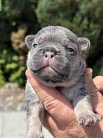 Junge reinrassige Französische Bulldoggen Welpen