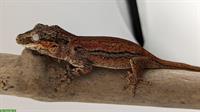 Bild 3: Rhacodactylus Auriculatus, H&#246;ckerkopfgecko zu verkaufen