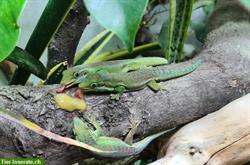 Bild 1: Taggeckos der Gattung Phelsuma + Madagaskar-Bundfr&#246;sche
