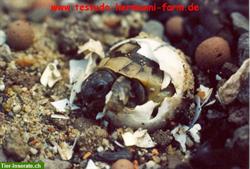 Bild 2: Italienische Landschildkr&#246;ten Testudo hermanni hermanni Nachzuchten