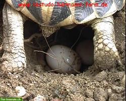 Bild 3: Italienische Landschildkr&#246;ten Testudo hermanni hermanni Nachzuchten