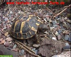 Bild 4: Italienische Landschildkr&#246;ten Testudo hermanni hermanni Nachzuchten