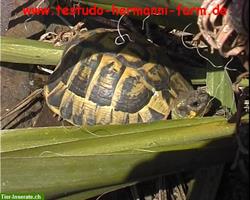 Bild 6: Italienische Landschildkr&#246;ten Testudo hermanni hermanni Nachzuchten