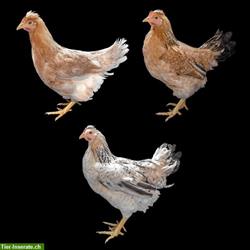 Legereife Grünleger und Marans Hühner zu verkaufen