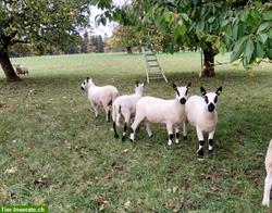 Bild 2: Texel und Kerry Hill Schafe zu verkaufen