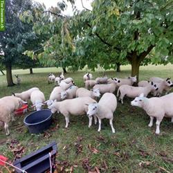 Bild 3: Texel und Kerry Hill Schafe zu verkaufen