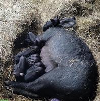 Bild 1: Schwarze und Bunte Alpenschweine zu verkaufen