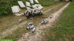 Bild 5: Reinrassige Turopolje und Mischling Schweinchen zu verkaufen