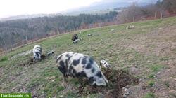 Bild 7: Reinrassige Turopolje und Mischling Schweinchen zu verkaufen