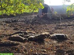 Bild 9: Reinrassige Turopolje und Mischling Schweinchen zu verkaufen